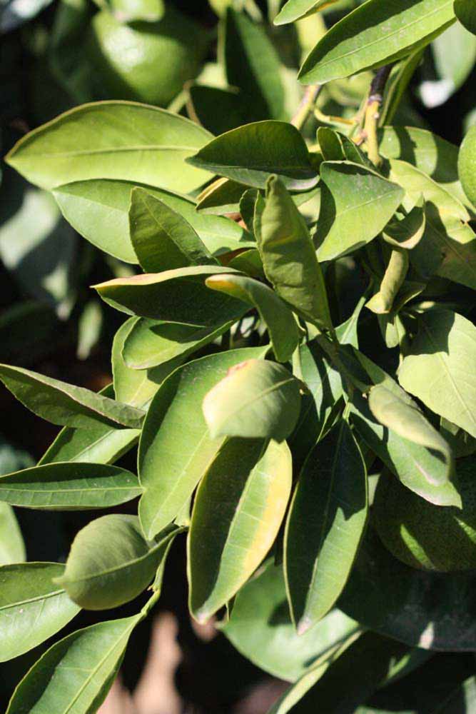            Sun leaves (Riverside, CA)   